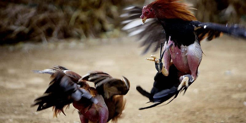 Chọn lọc các trận đấu có nhiều thông tin để tăng khả năng thắng kèo